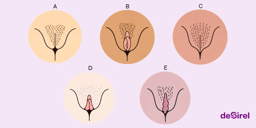 Vulva types and natural diversity explained | Desirel.co.uk Sex Shop