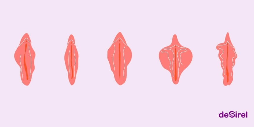 Vulva types, labia shapes and body confidence | Desirel.co.uk Sex Shop